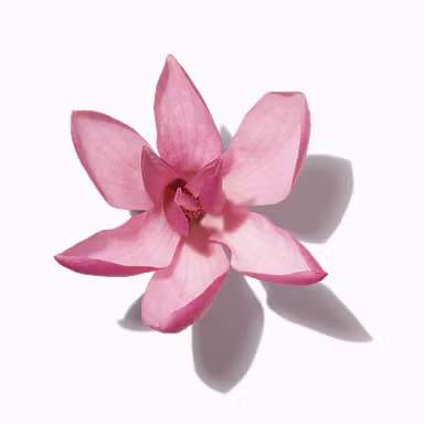 Pink Magnolia