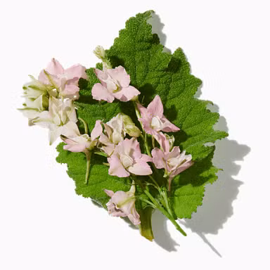 Clary Sage Absolute