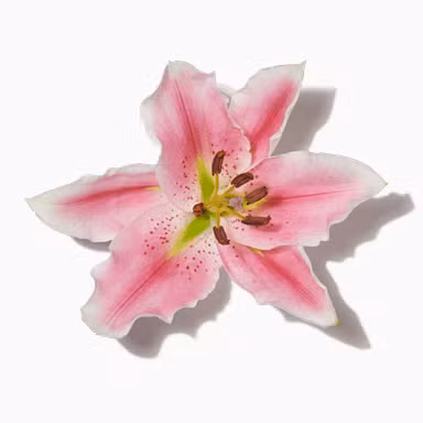 Pink Lily