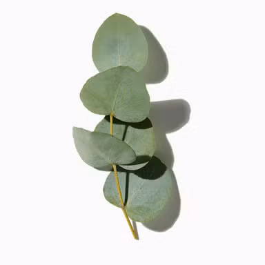 Upcycled Eucalyptus