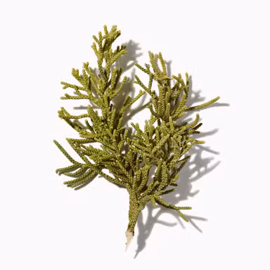 Montezuma Cypress