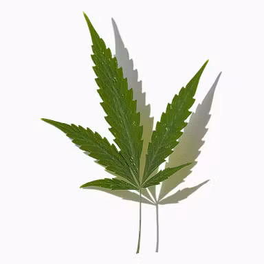 Cannabis Leaf