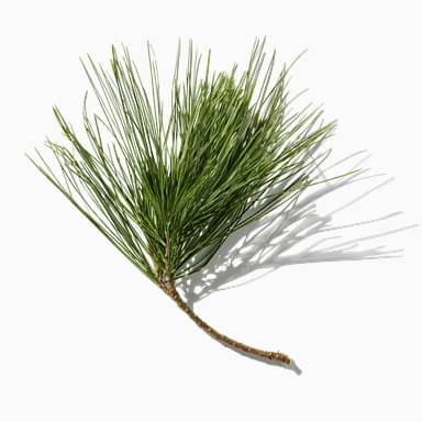 Mediterranean Pine Needles