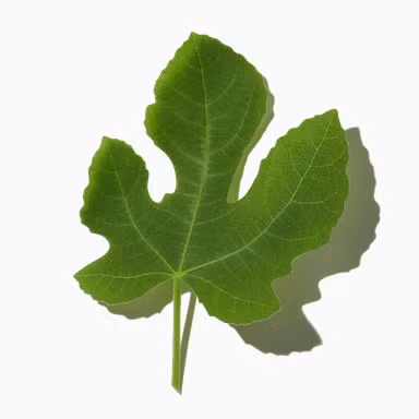 Adriatic Fig Leaves