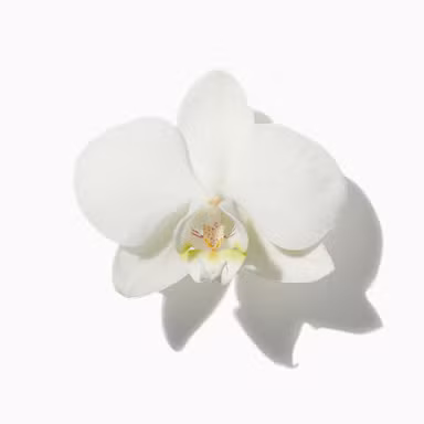 Wild Orchid
