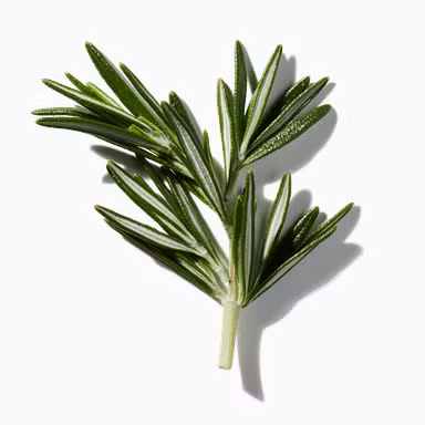Italian Rosemary