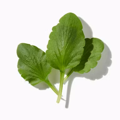 Feuille de Violette