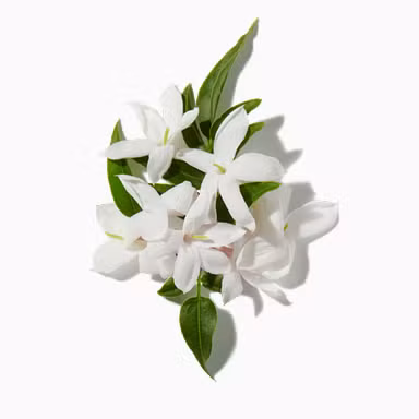 Sweet Jasmine