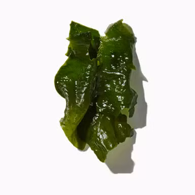 Sea Kelp