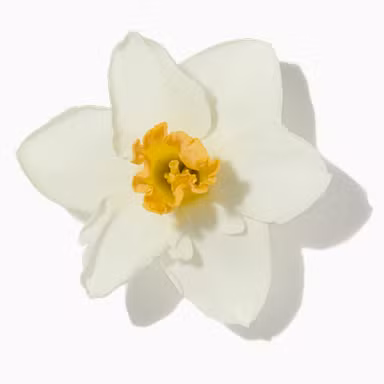Daffodil