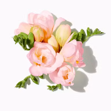 Pink Freesia