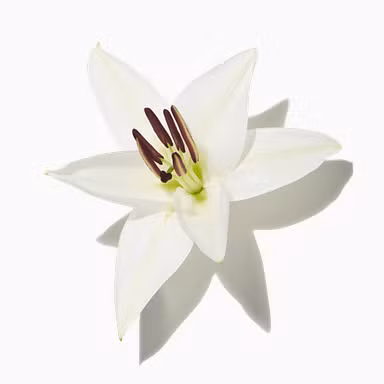 White Lily