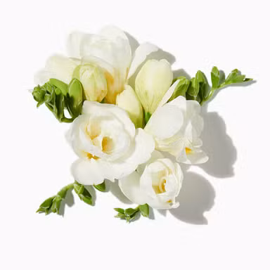 Wild Freesia