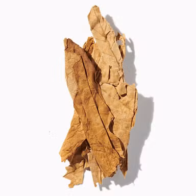 Tobacco Flower