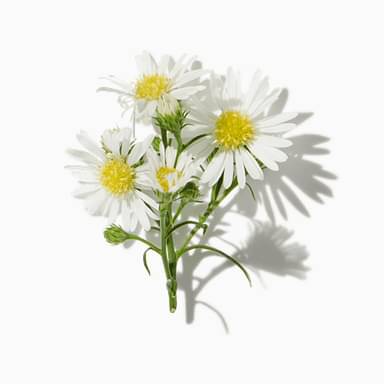 Fresh Cut Flowers