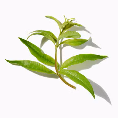 Lemon Leaves