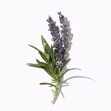 Lavender Absolute LMR