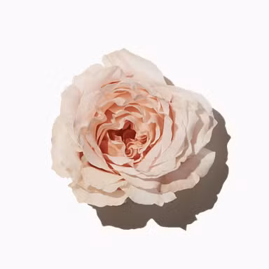 Delicate Rose