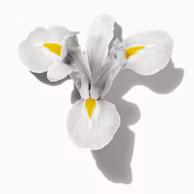 Velvety Iris