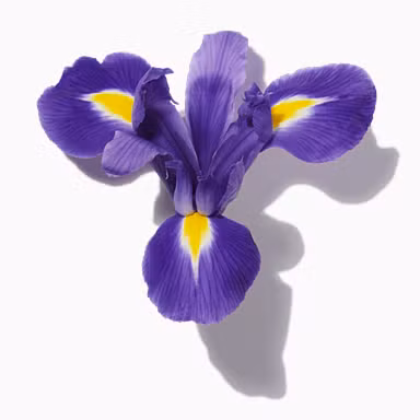 Iris Resin