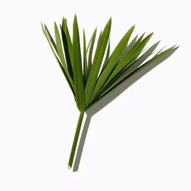 Indian Papyrus Essence