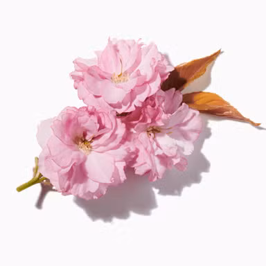 Sakura Flower