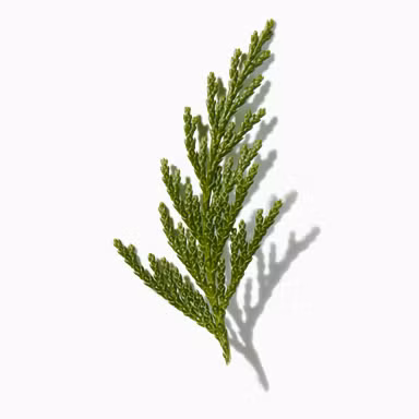 Hinoki