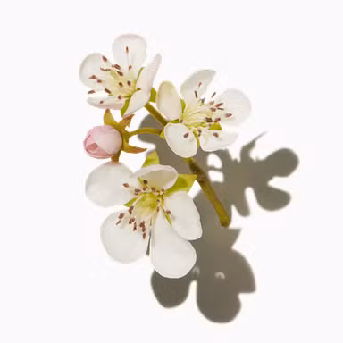 Strawberry Blossom