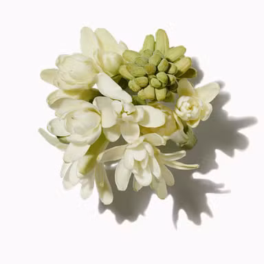 Absolute Tuberose