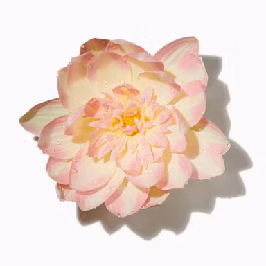 Aquatic Blooms Accord