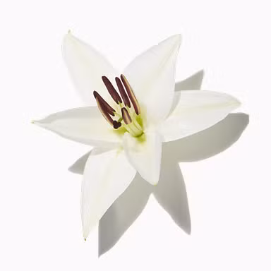 Wild Lily