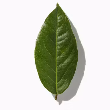 Cinnamon Leaf