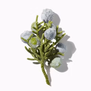 Aromatic Juniper