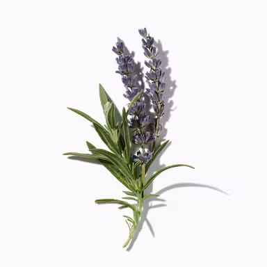 Lavender Essential Oil