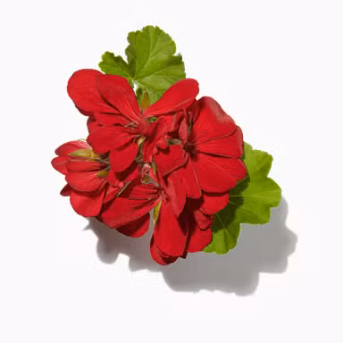 Egyptian Geranium