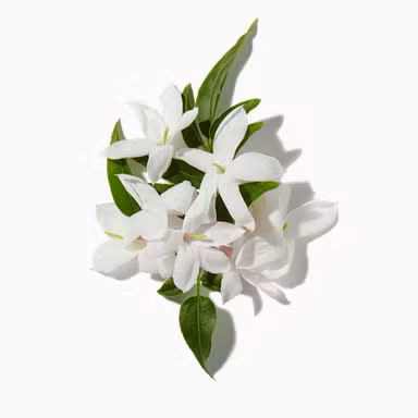 Jasmine Orpur™
