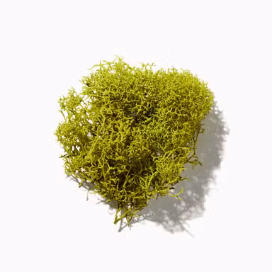Aged Moss