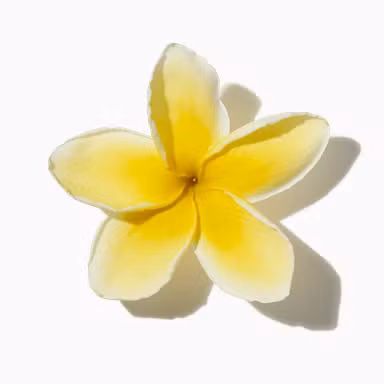 Wild Frangipani
