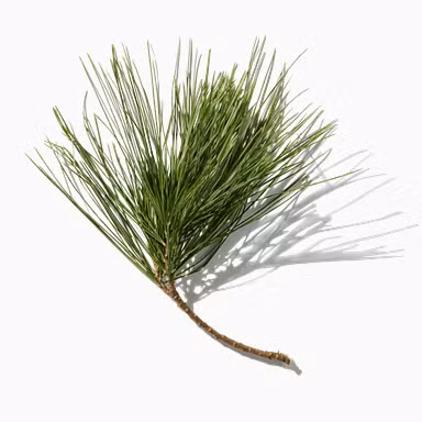 Douglas Fir