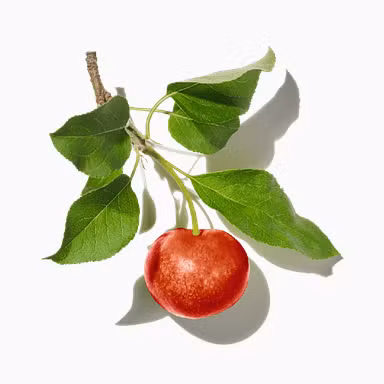 Apple Tree