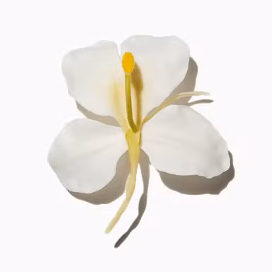 Ginger Flower