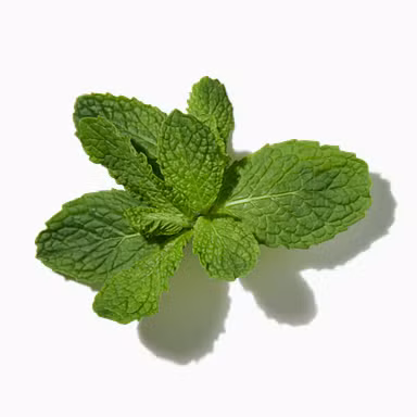 Sweet Mint
