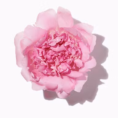 Peony Petals