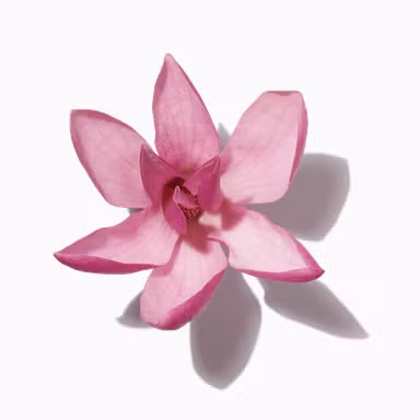 Southern Magnolia