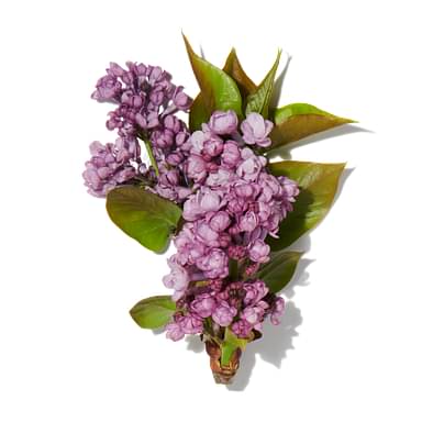 Lilacs & Gooseberries