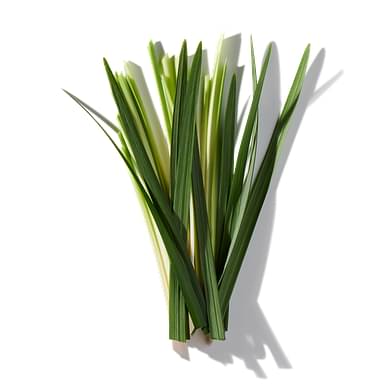 Vetiver Grass