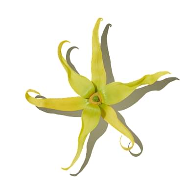 Ylang-Ylang