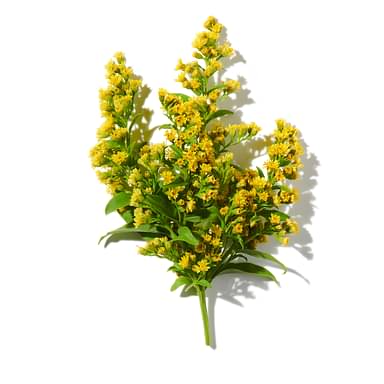 Immortelle