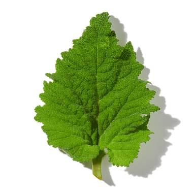 Shiso