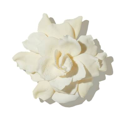 Gardenia Petals